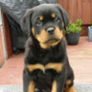 Meet your Posher, Ester